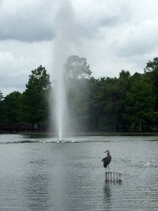 Heron fishing in the rain
