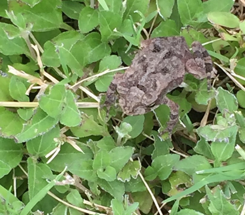 Kermit at San Jacinto