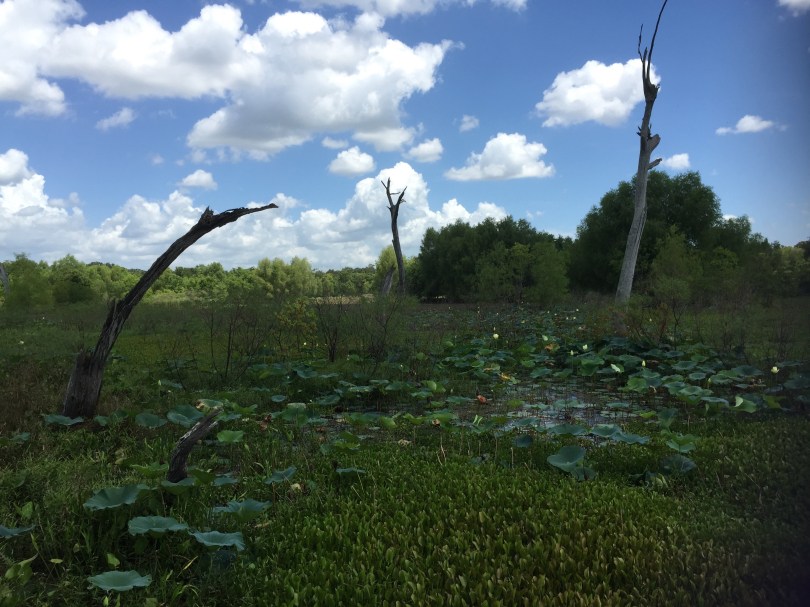 Brazos Bend State Park