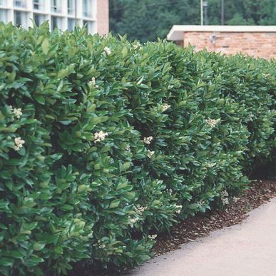 bushgreen.jpg